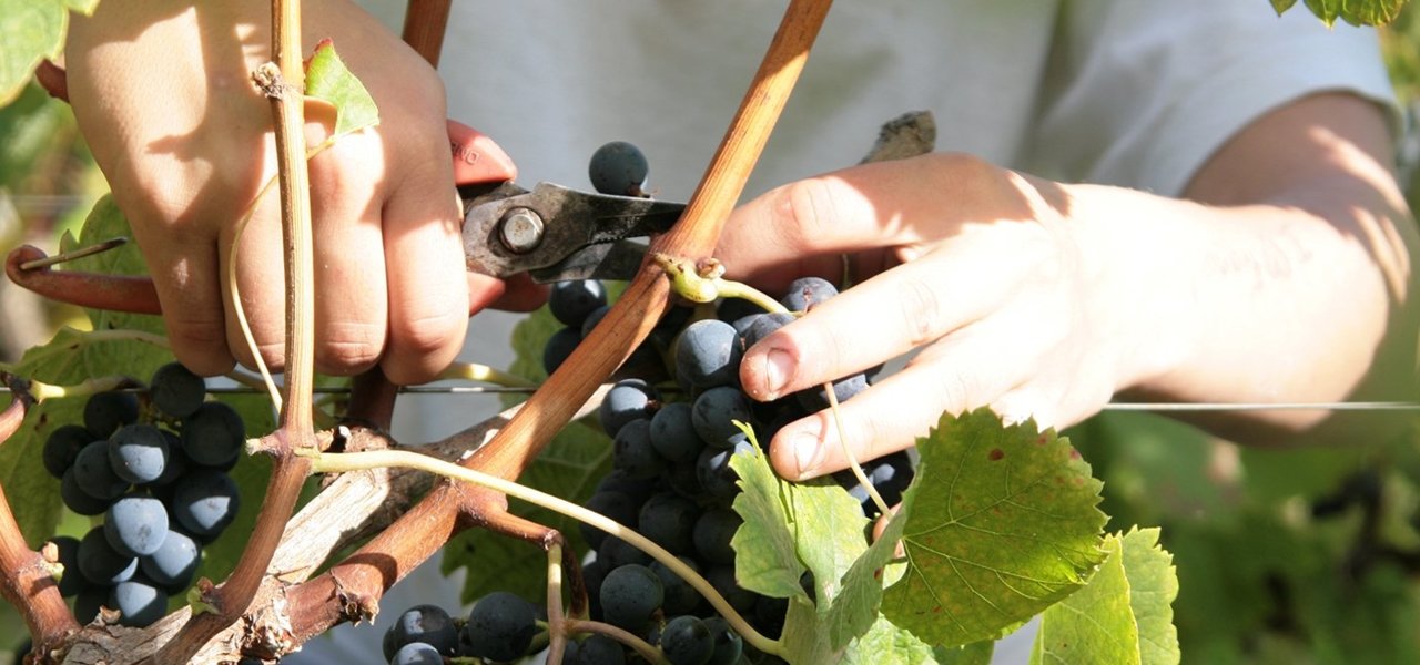 Harvest at Chateau Leoville Poyferre