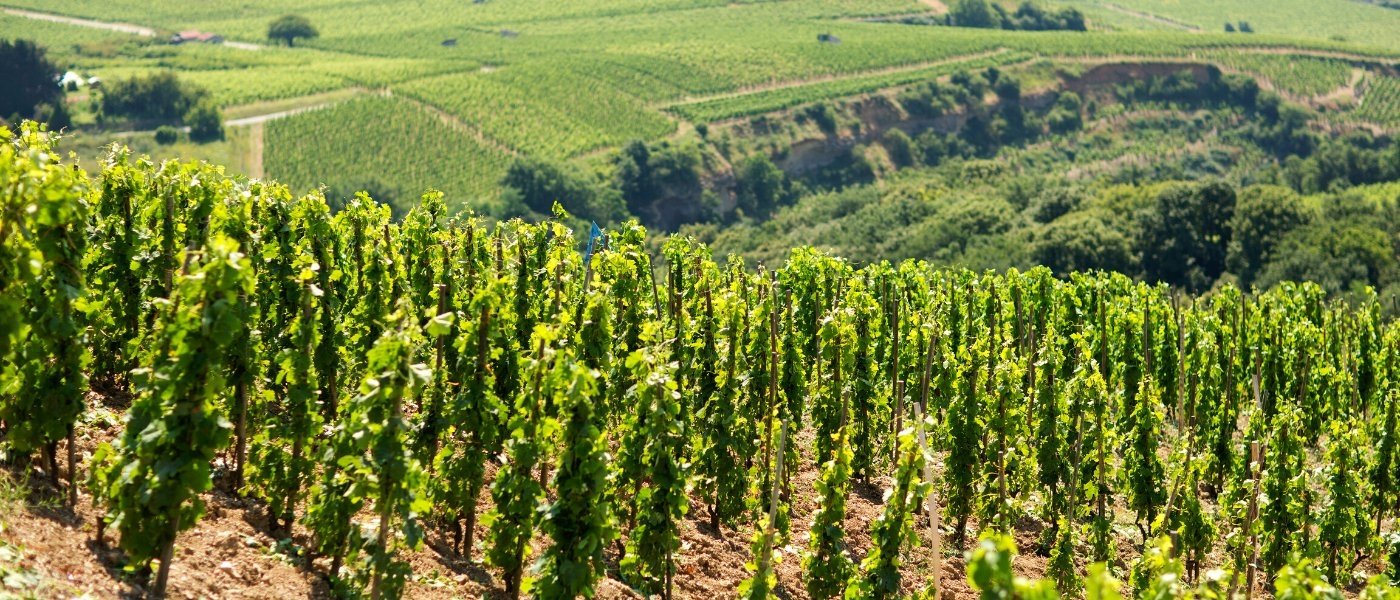 Tain l'Hermitage, route des vins des Côtes du Rhône, France