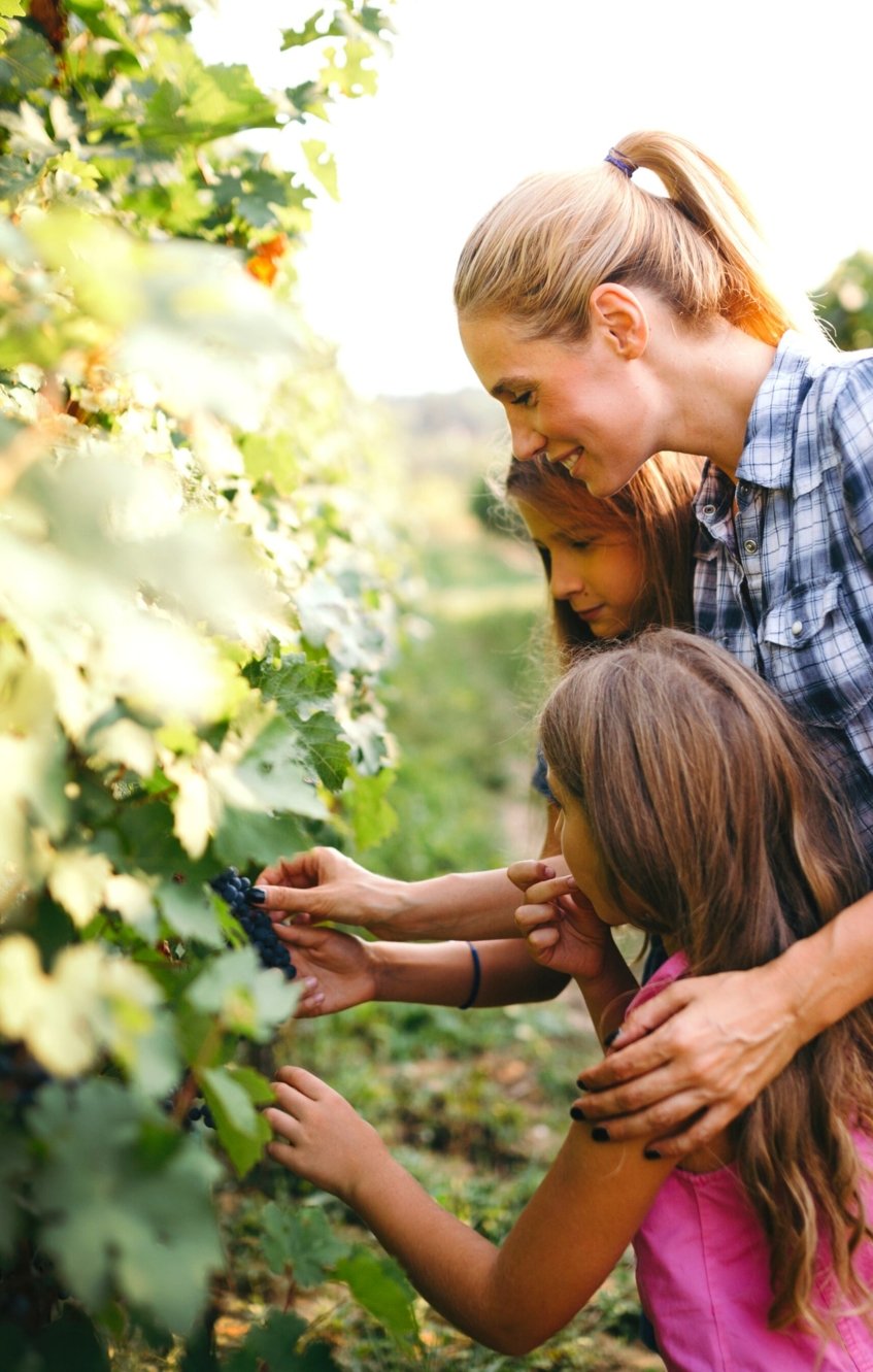 Luxury travel - Wine Paths