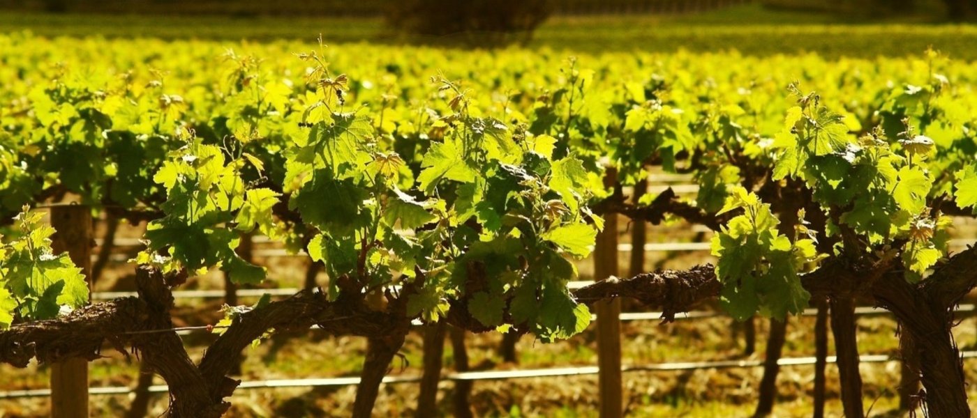 wine tourism australia - Wine Paths