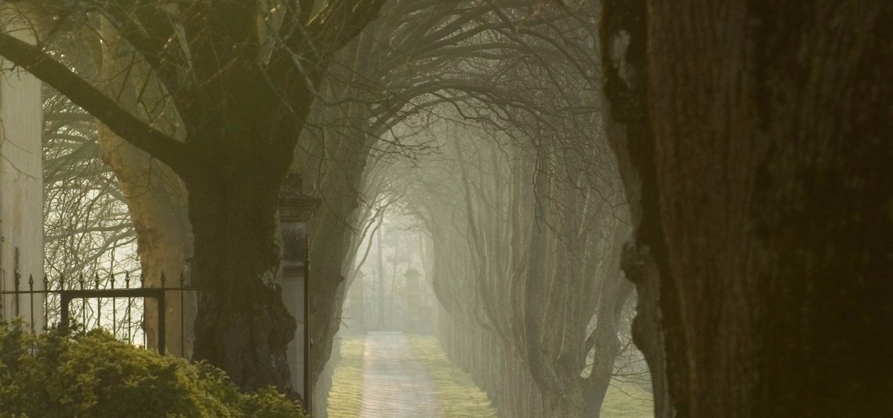 Trees Chateau Guiraud