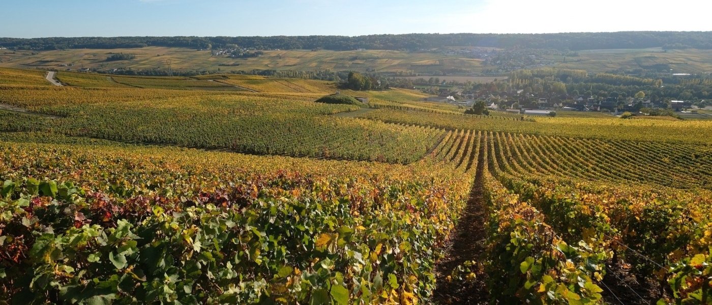 Champagne vineyards - Wine Paths