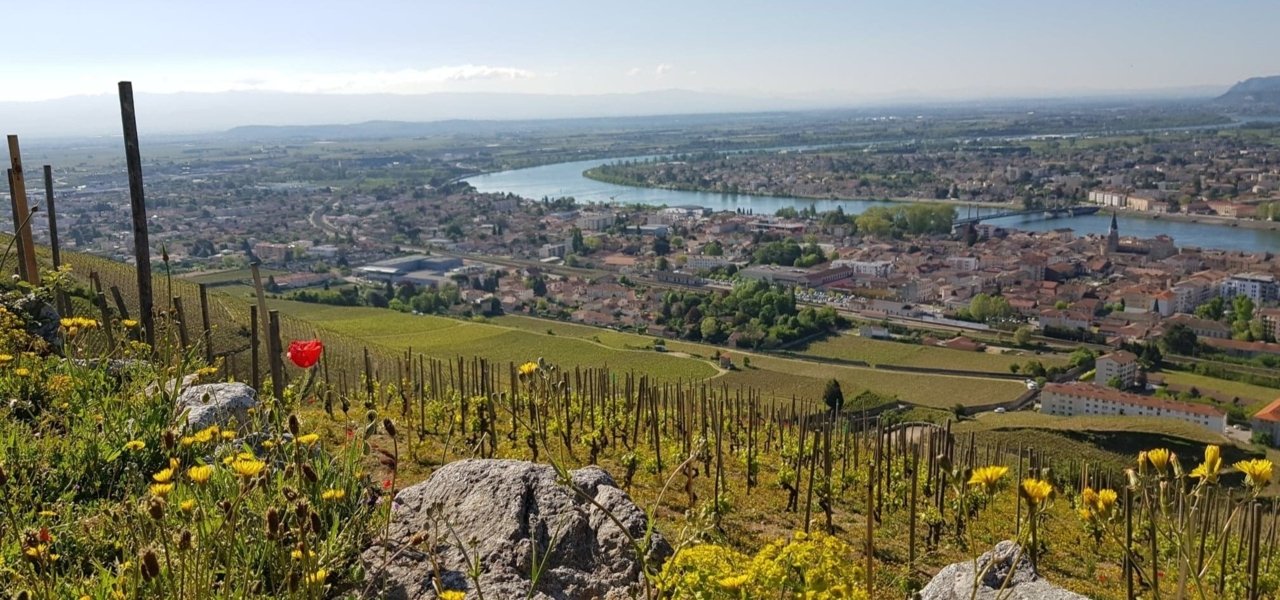 Vineyard over a valley