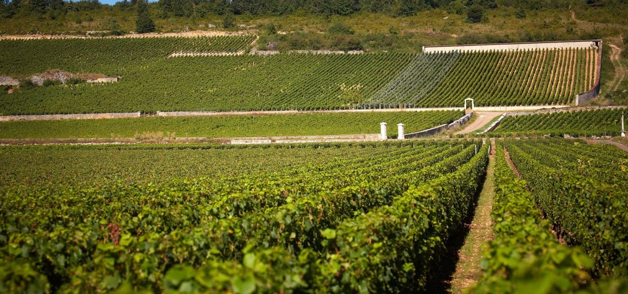 Puligny-Montrachet vineyard