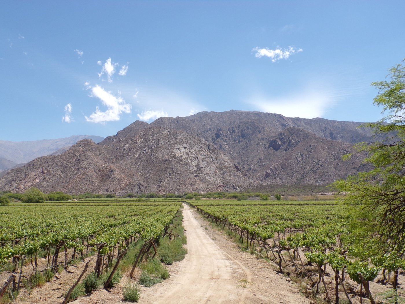 Salta vineyards - Wine Paths