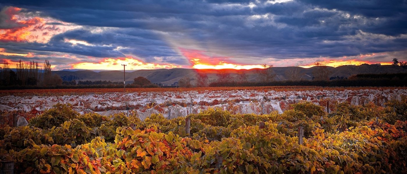 new zealand wine tours - Wine Paths