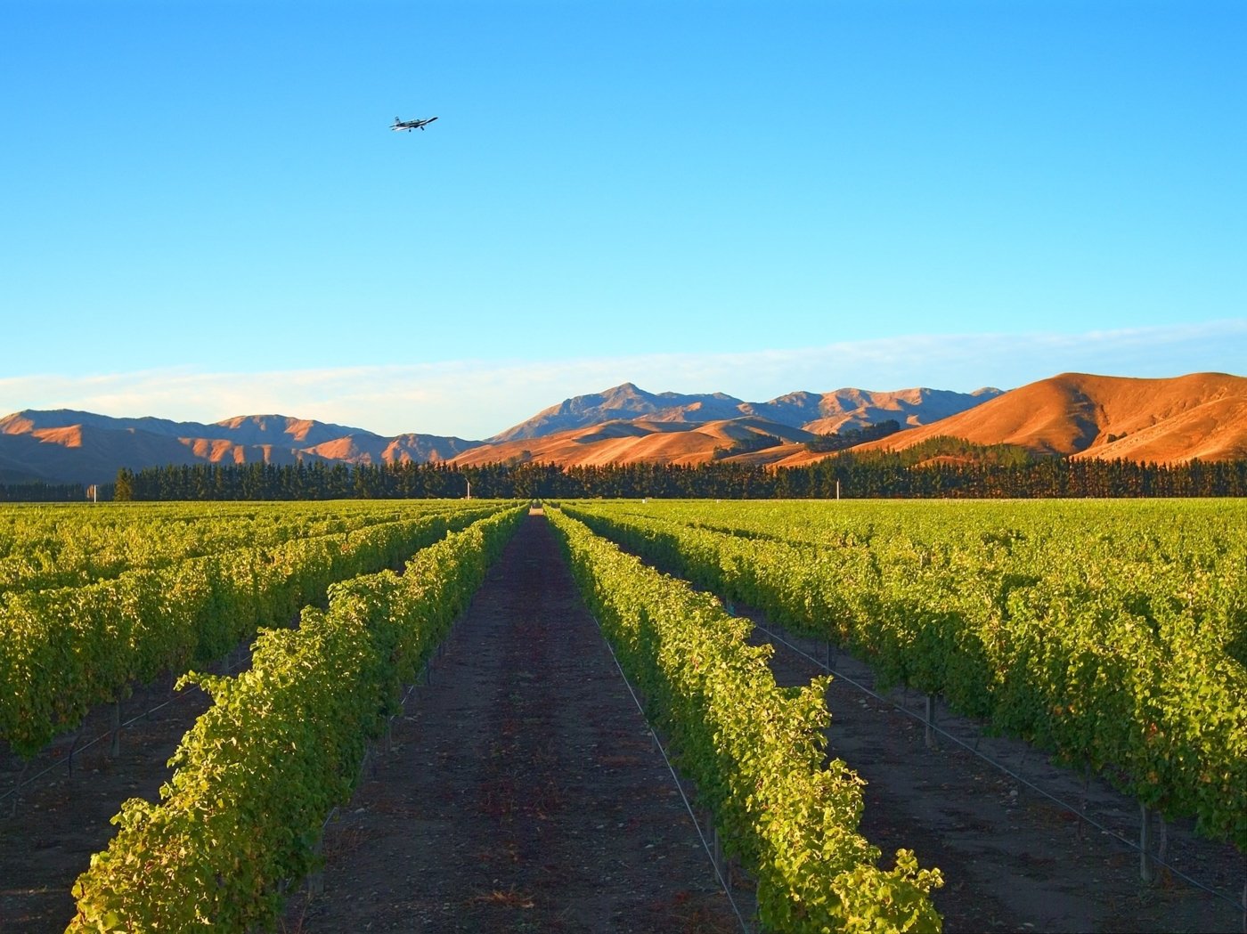 new zealand wine tastings - Wine Paths