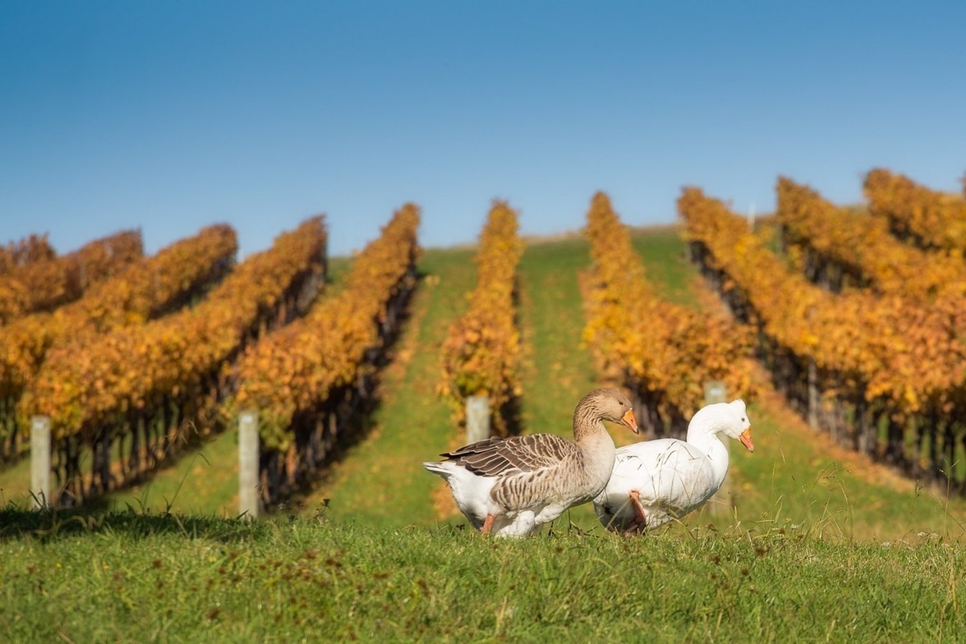 vineyards new zealand - Wine Paths
