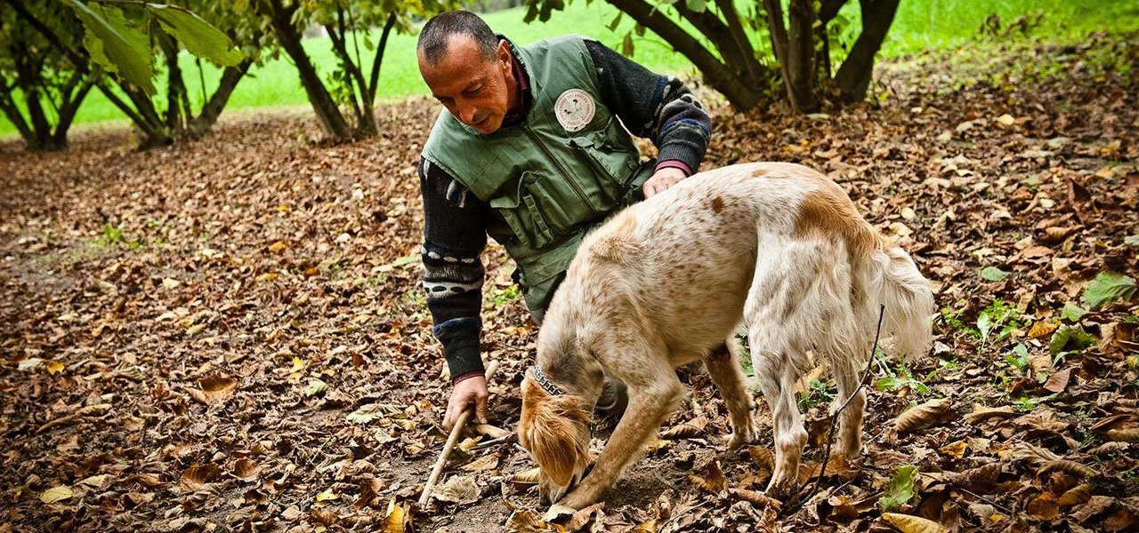 truffle hunting