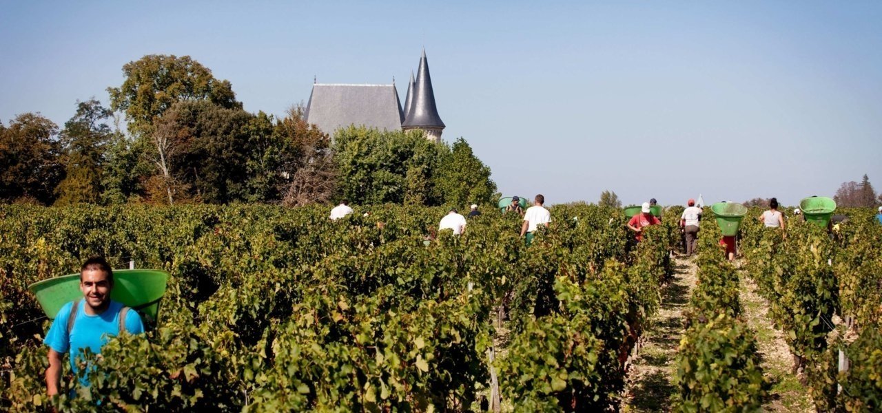 vendanges Pichon Baron